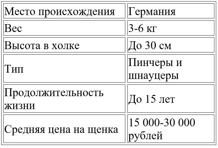 Карликовый пинчер (цвергпинчер): описание и характресистики породы, содержание и уход