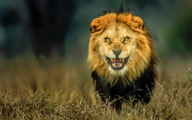 Лев: 135 фото, особенности жизненного цикла и поведение хищника