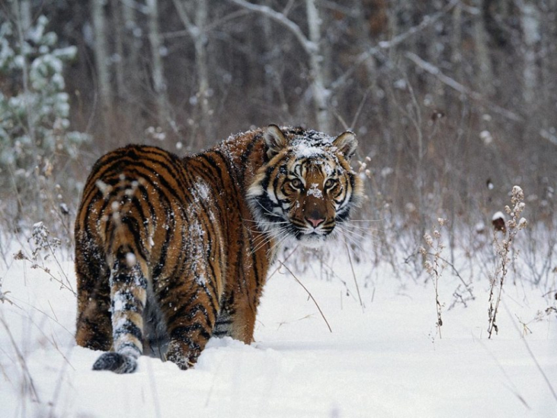 Тигр: 110 фото, среда обитания, образ жизни и рацион питания