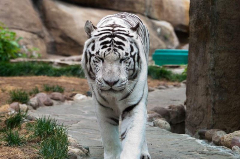Тигр: 110 фото, среда обитания, образ жизни и рацион питания