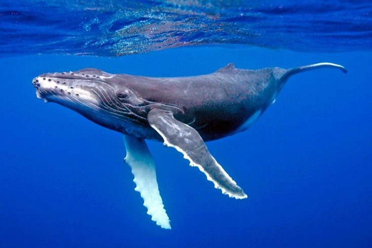 Горбатый кит