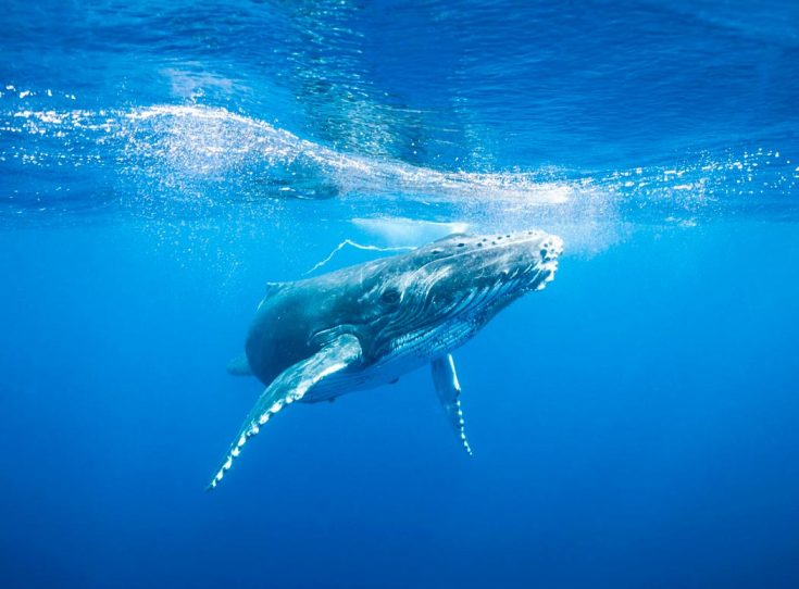 Горбатый кит