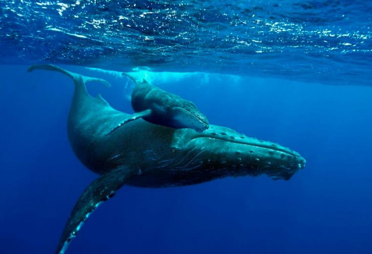 Горбатый кит