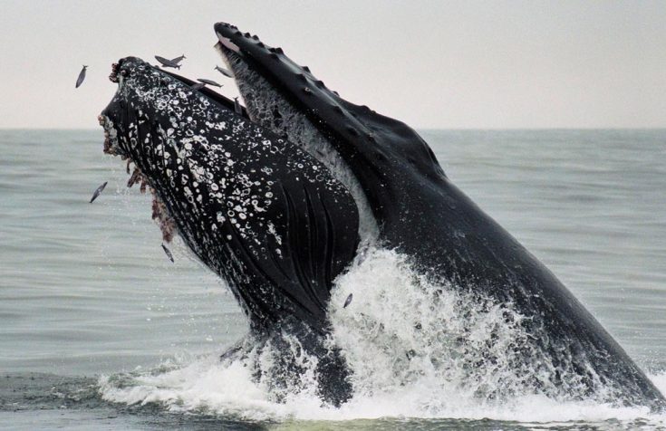 Горбатый кит