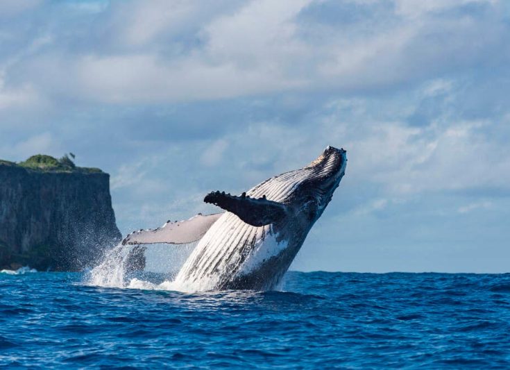 Горбатый кит