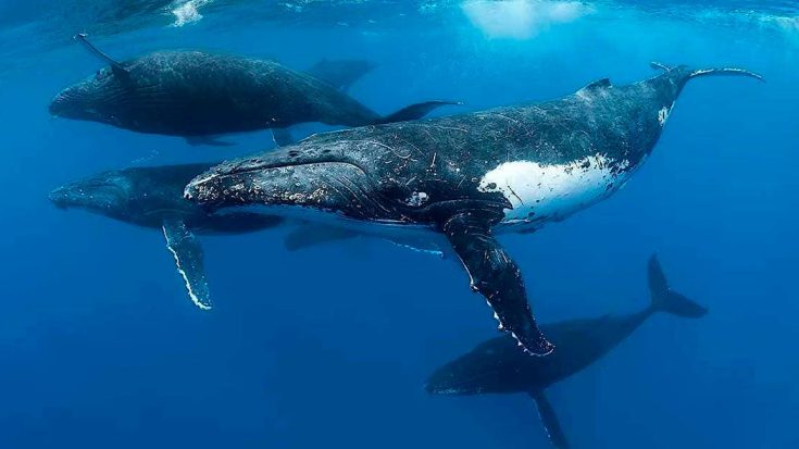 Горбатый кит