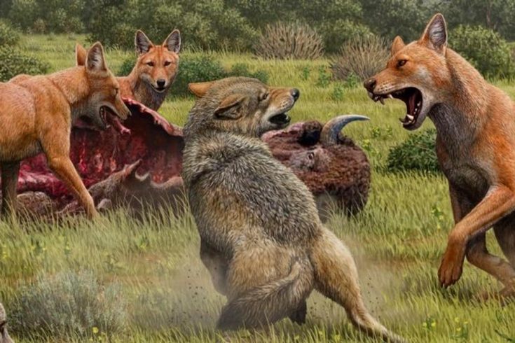 Ужасный волк