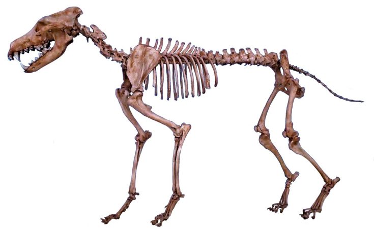 Ужасный волк