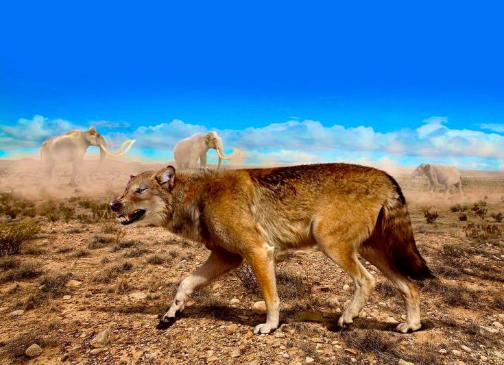 Ужасный волк