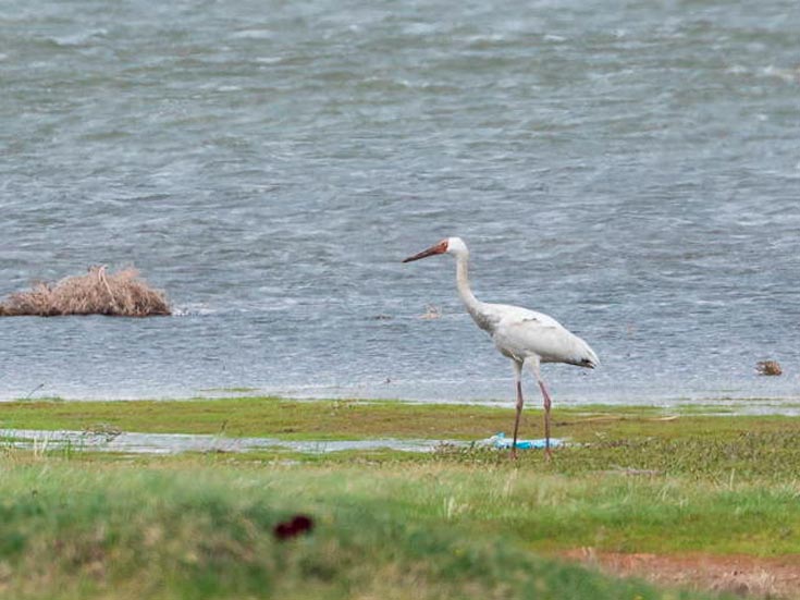 Белый журавль (Стерх)