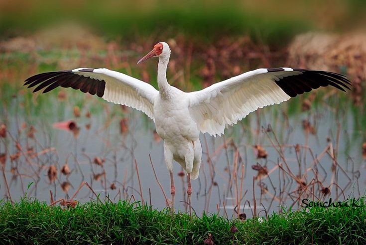 Белый журавль (Стерх)