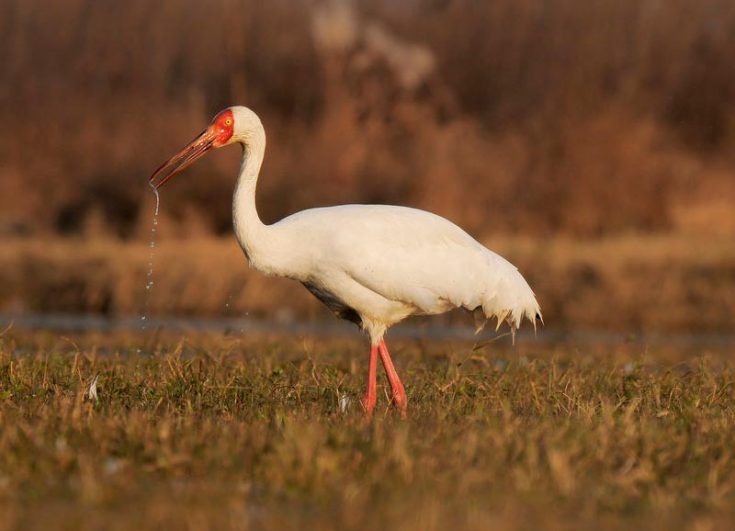 Белый журавль (Стерх)