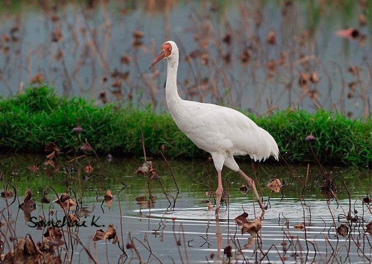 Белый журавль (Стерх)