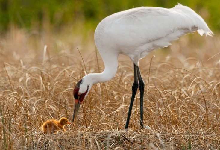 Белый журавль (Стерх)