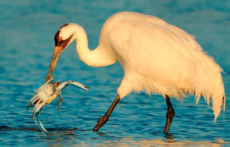 Белый журавль (Стерх)