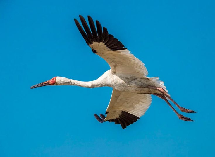 Белый журавль (Стерх)