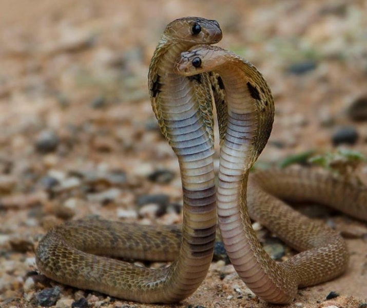 Очковая змея