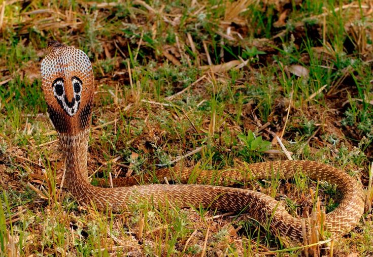 Очковая змея