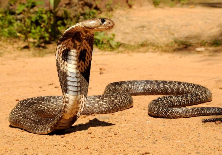 Очковая змея