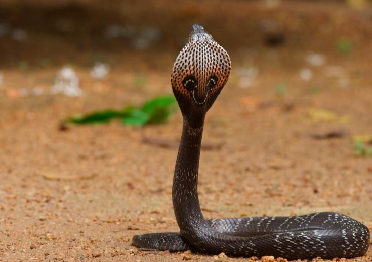 Очковая змея