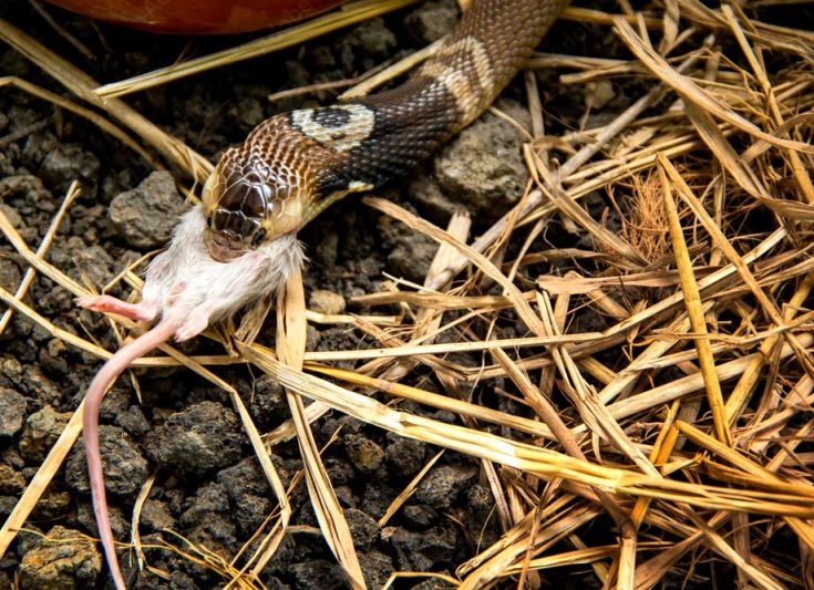 Очковая змея