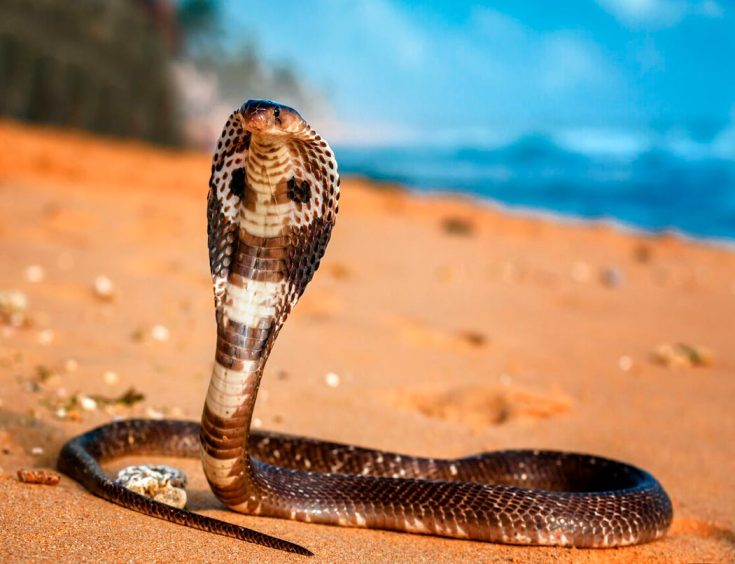 Очковая змея