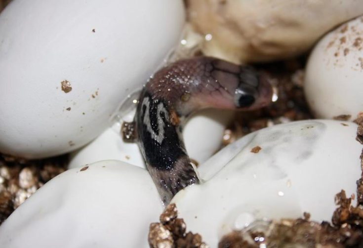 Очковая змея