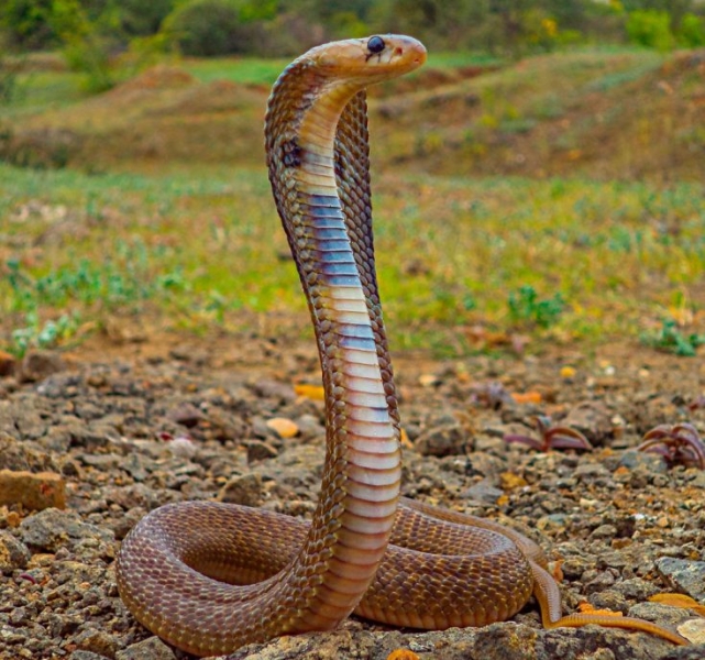 Очковая змея