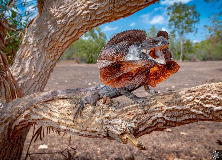 Плащеносная ящерица