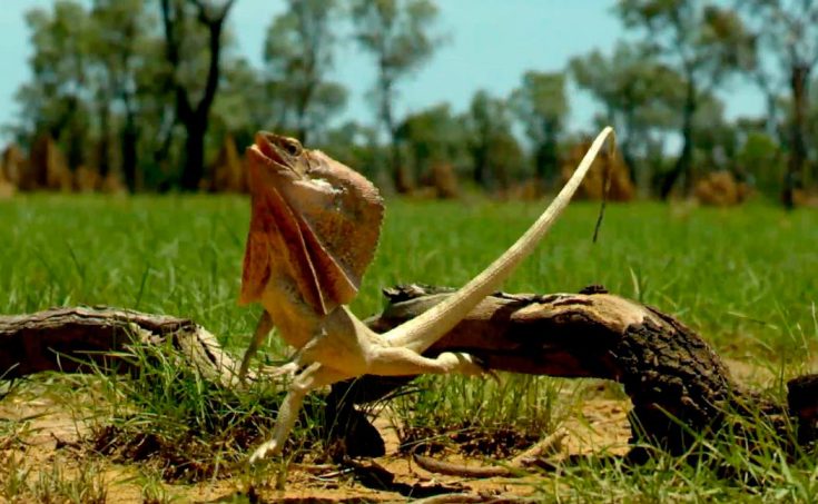 Плащеносная ящерица