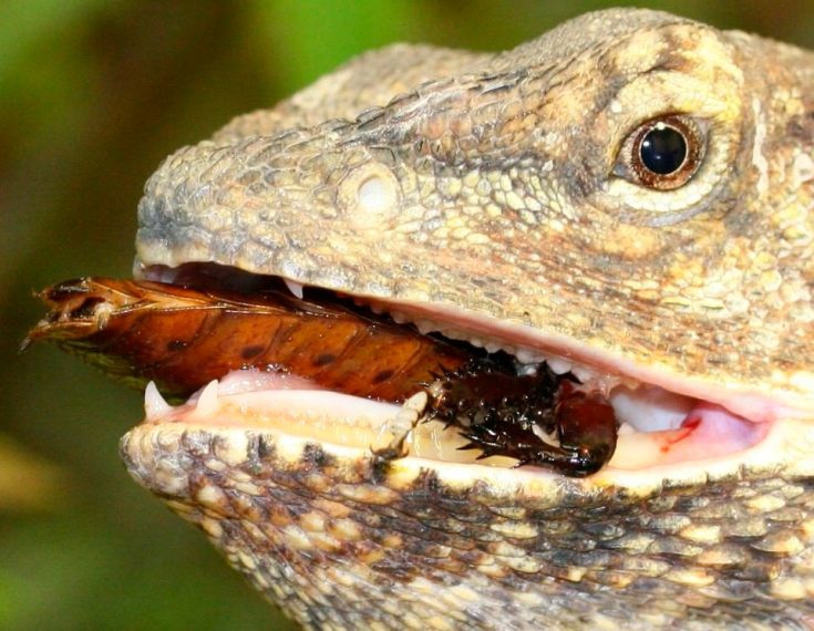 Плащеносная ящерица