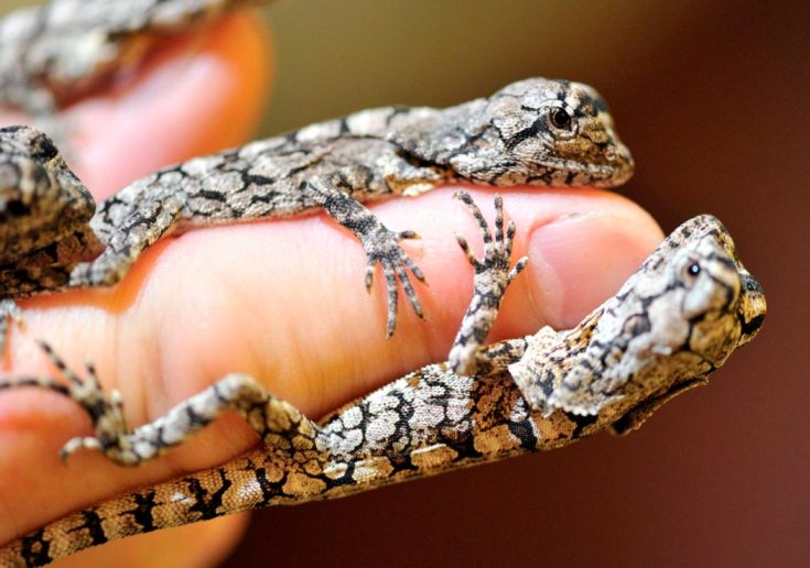 Плащеносная ящерица