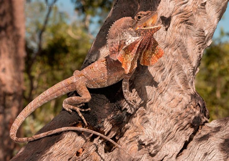 Плащеносная ящерица