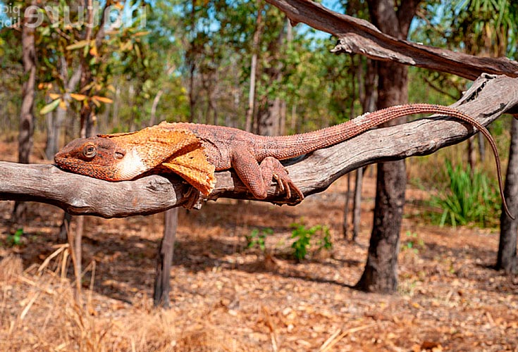 Плащеносная ящерица