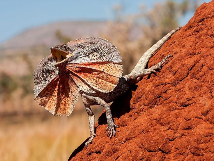 Плащеносная ящерица