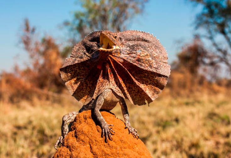 Плащеносная ящерица