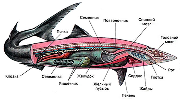 Акулы