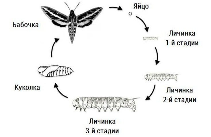 Бабочка бражник