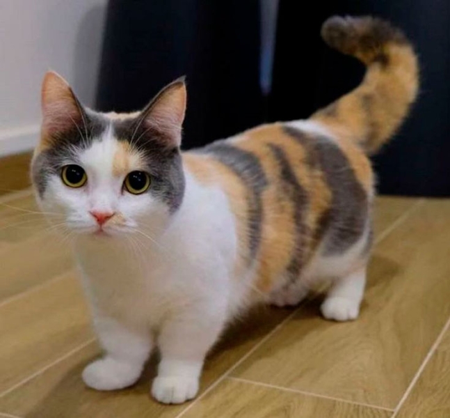 Манчкин