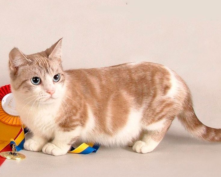 Манчкин