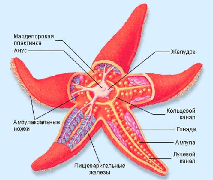 Морская звезда