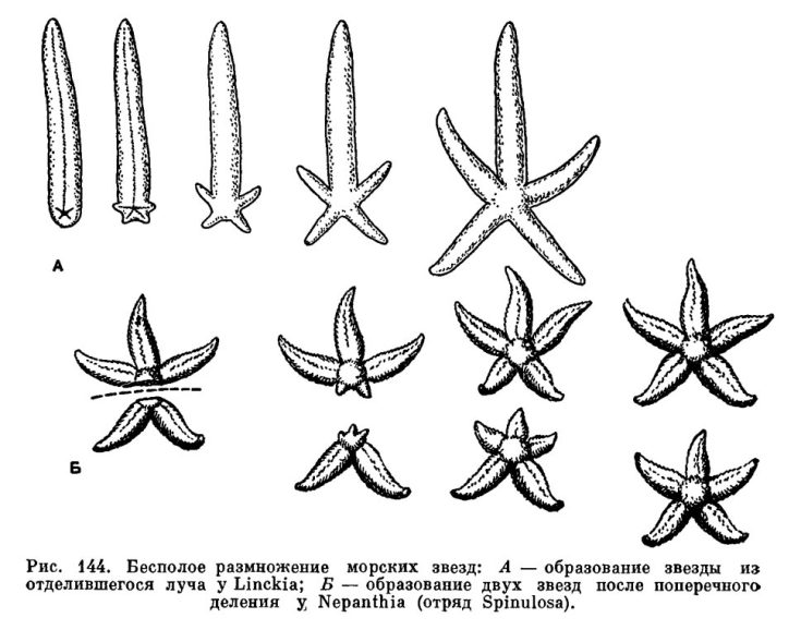 Морская звезда