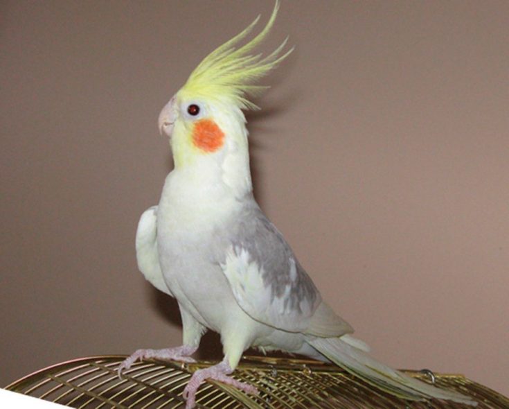 Попугай Корелла