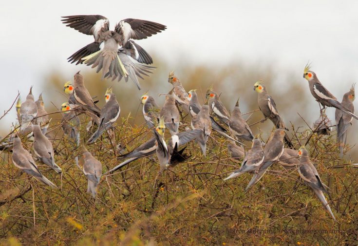 Попугай Корелла