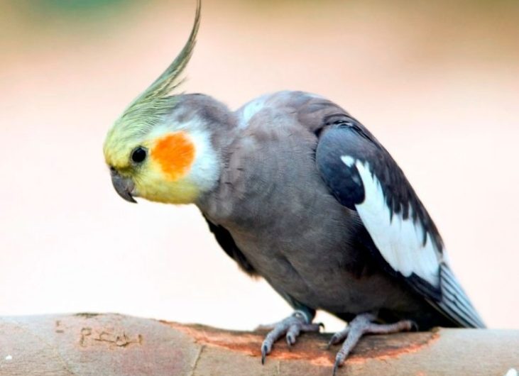 Попугай Корелла