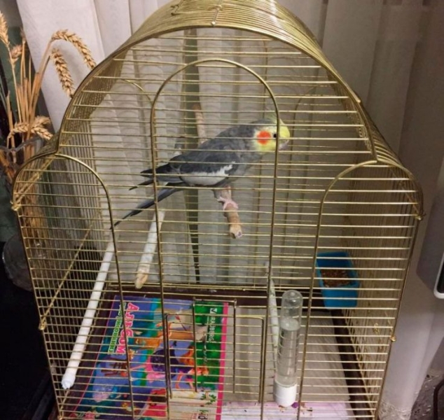 Попугай Корелла