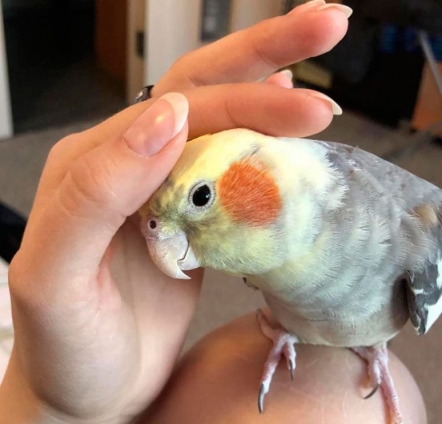 Попугай Корелла