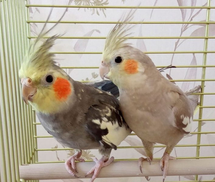 Попугай Корелла