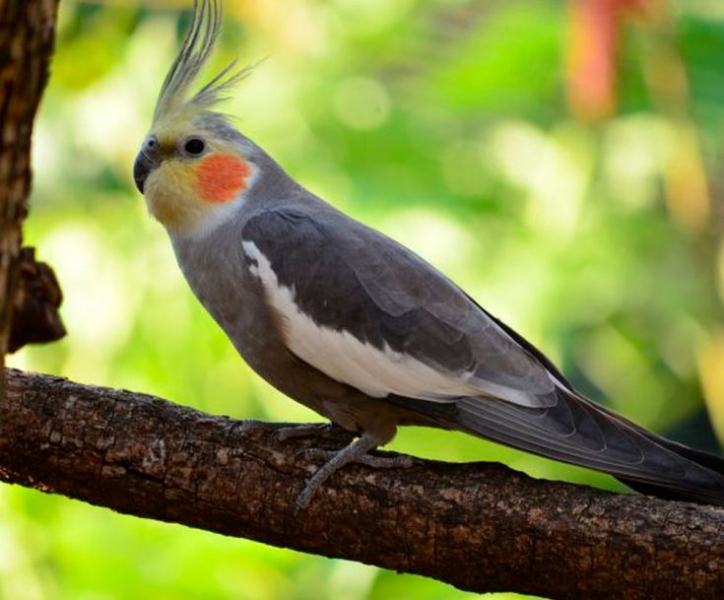 Попугай Корелла